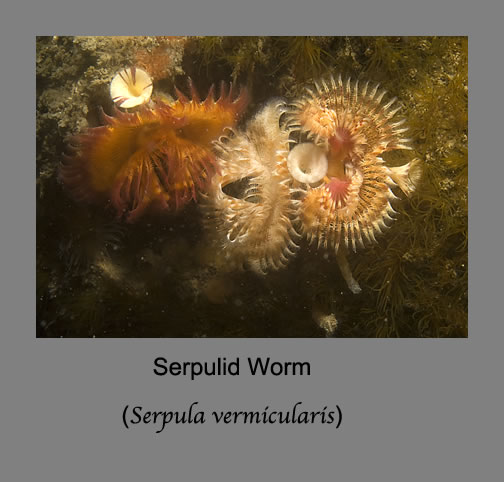 serpulid worm
